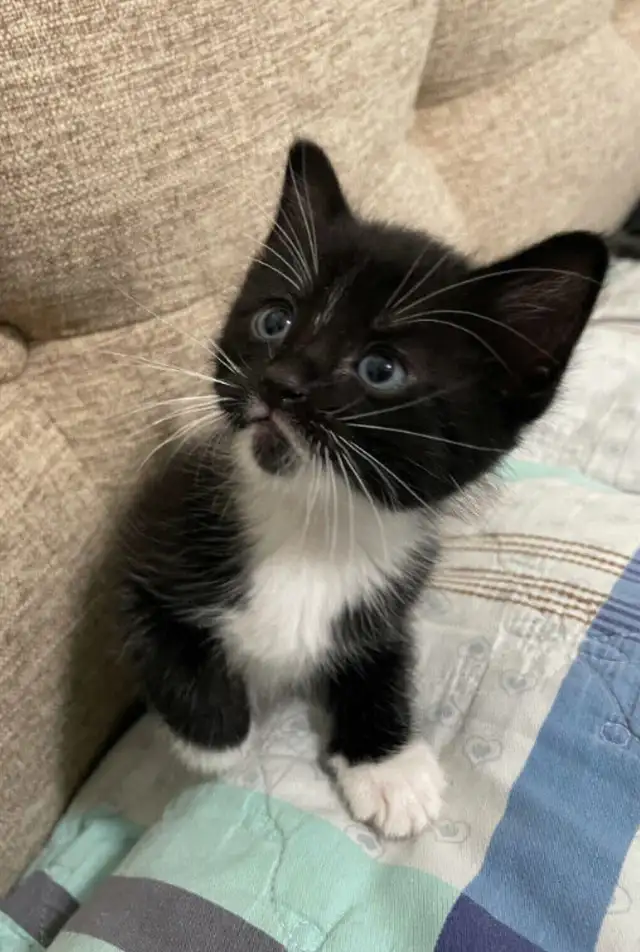 Tuxedo tabby kittens