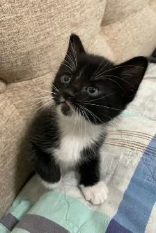 Tuxedo tabby kittens