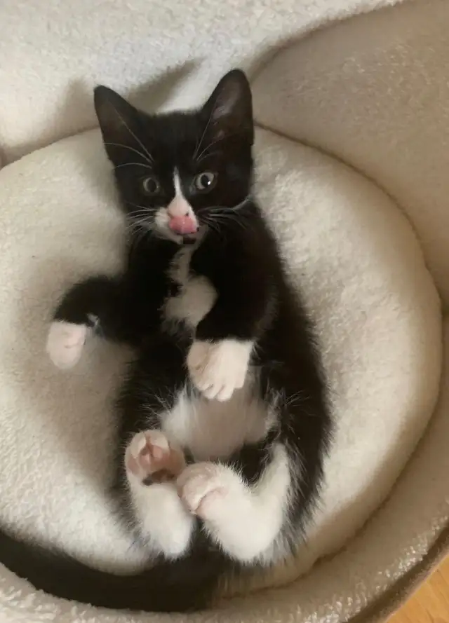 Tuxedo tabby kittens - Photo 4