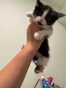Tuxedo tabby kittens - Photo 5