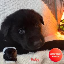 Adorables chiots prêts à partir - Photo 2
