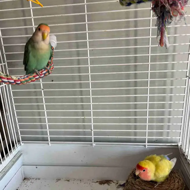 Love Birds