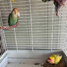 Love Birds