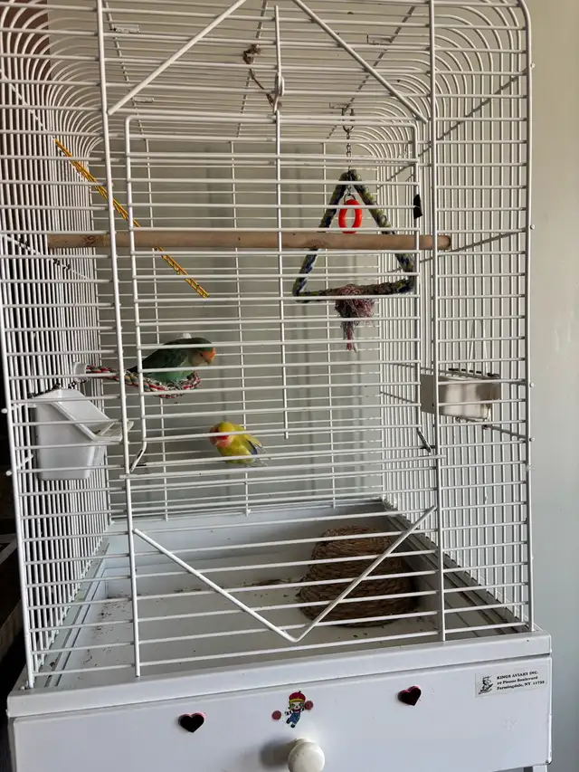 Love Birds - Photo 2