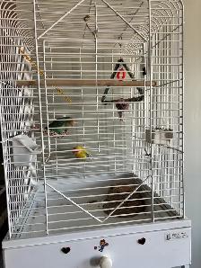 Love Birds - Photo 2