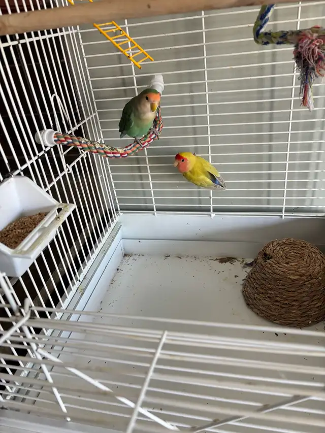 Love Birds - Photo 3