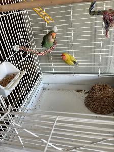 Love Birds - Photo 3