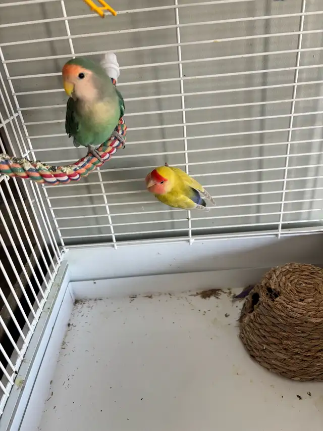 Love Birds - Photo 4