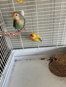Love Birds - Photo 4