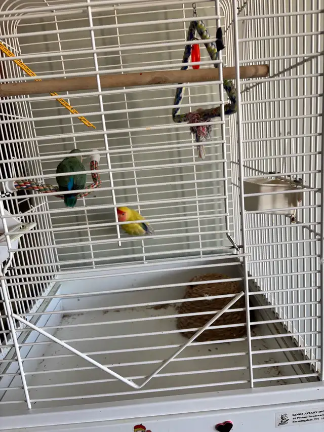 Love Birds - Photo 5