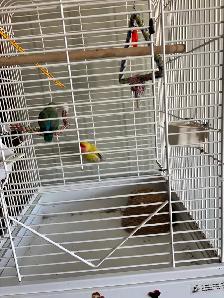 Love Birds - Photo 5