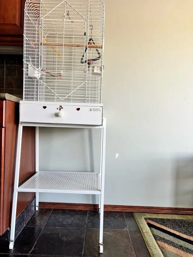 Love Birds - Photo 6