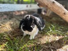lapin bélier