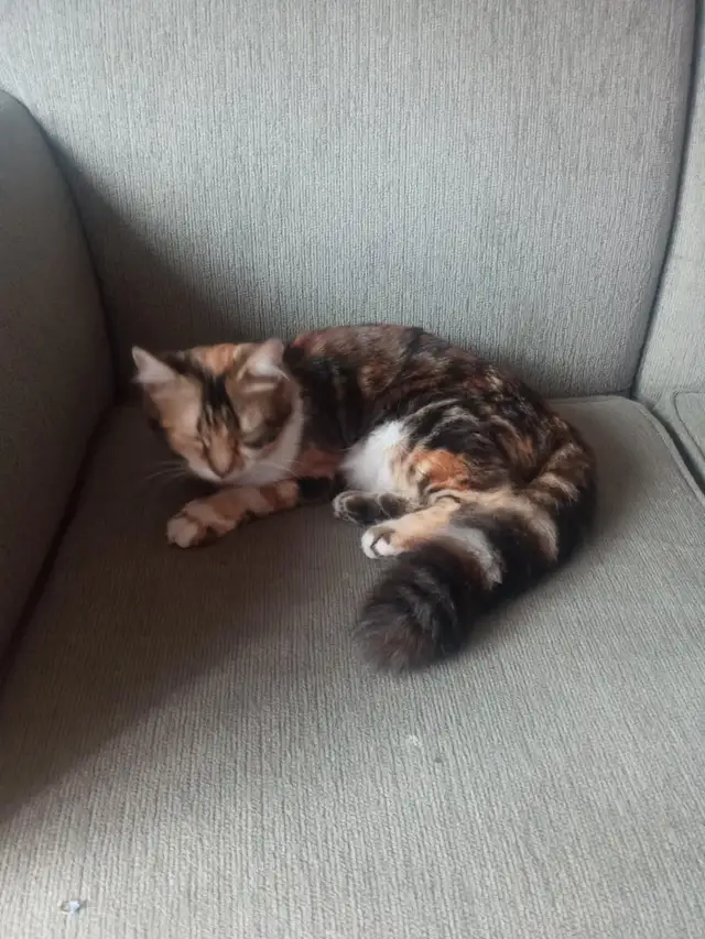 Chat Bengal rayer à vendre de 8 mois