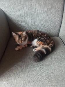 Chat Bengal rayer à vendre de 8 mois