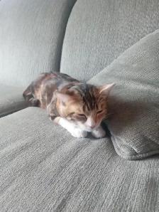 Chat Bengal rayer à vendre de 8 mois - Photo 4
