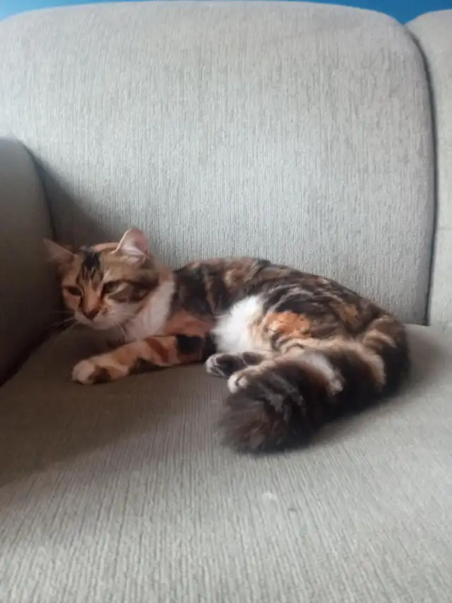 Chat Bengal rayer à vendre de 8 mois - Photo 6