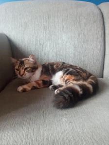 Chat Bengal rayer à vendre de 8 mois - Photo 6