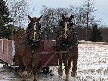 team of Belgian geldings