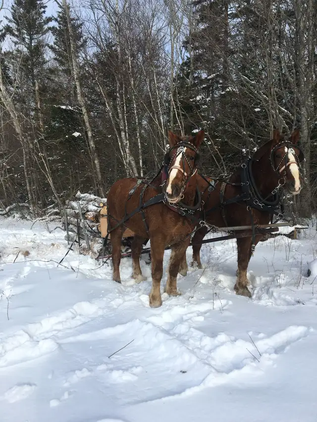 team of Belgian geldings - Photo 2