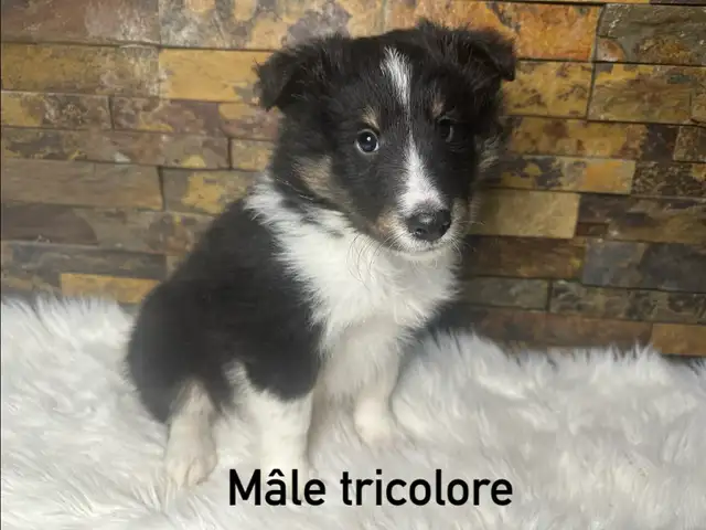 chiots berger shetland croisé colley