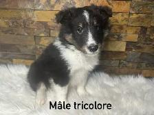 chiots berger shetland croisé colley