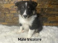chiots berger shetland croisé colley - Photo 2