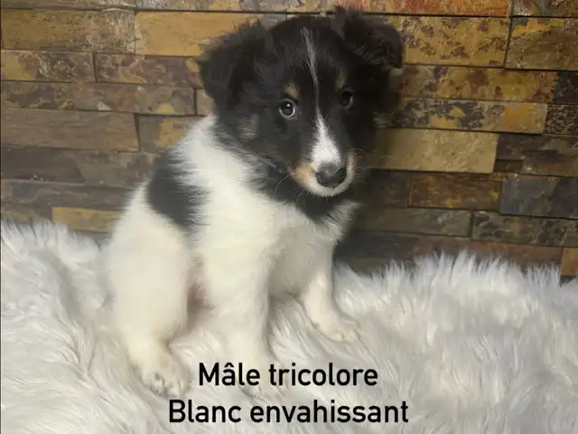 chiots berger shetland croisé colley - Photo 3