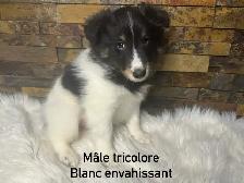 chiots berger shetland croisé colley - Photo 3