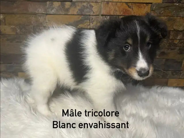 chiots berger shetland croisé colley - Photo 4