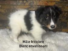 chiots berger shetland croisé colley - Photo 4