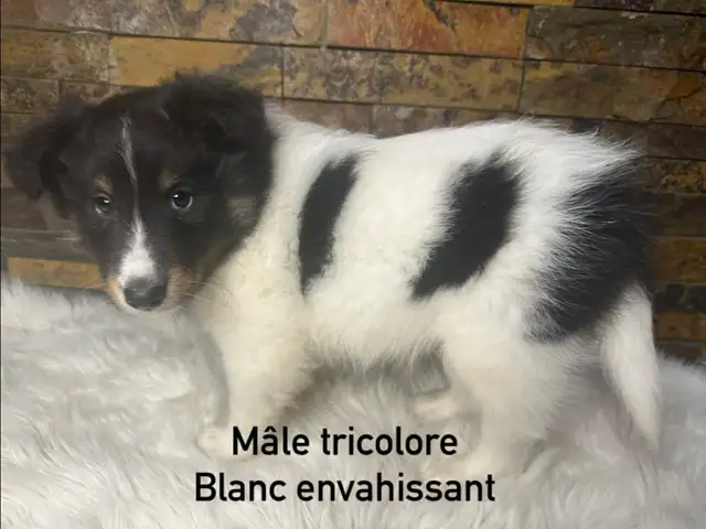 chiots berger shetland croisé colley - Photo 5