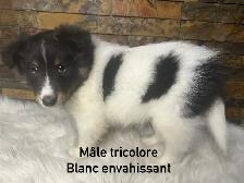 chiots berger shetland croisé colley - Photo 5