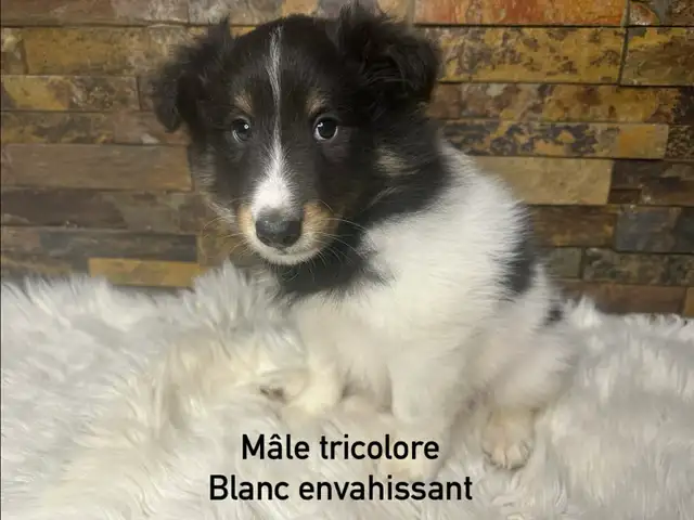 chiots berger shetland croisé colley - Photo 6