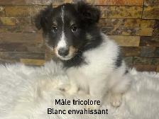 chiots berger shetland croisé colley - Photo 6