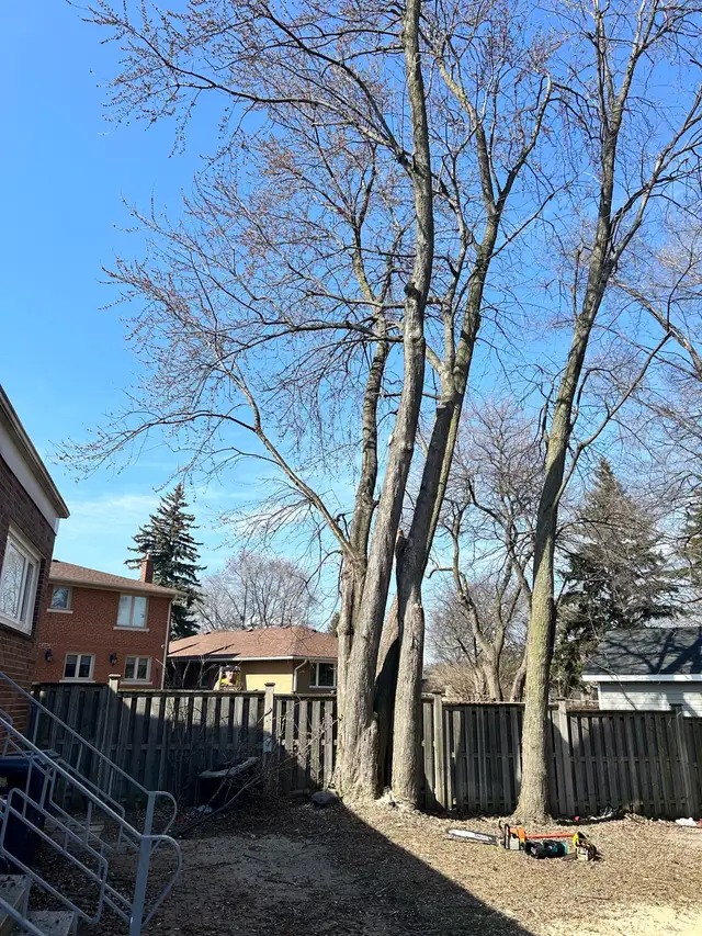 Hiring A Tree Work Labourer