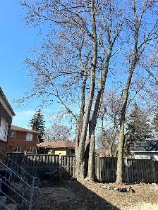 Hiring A Tree Work Labourer