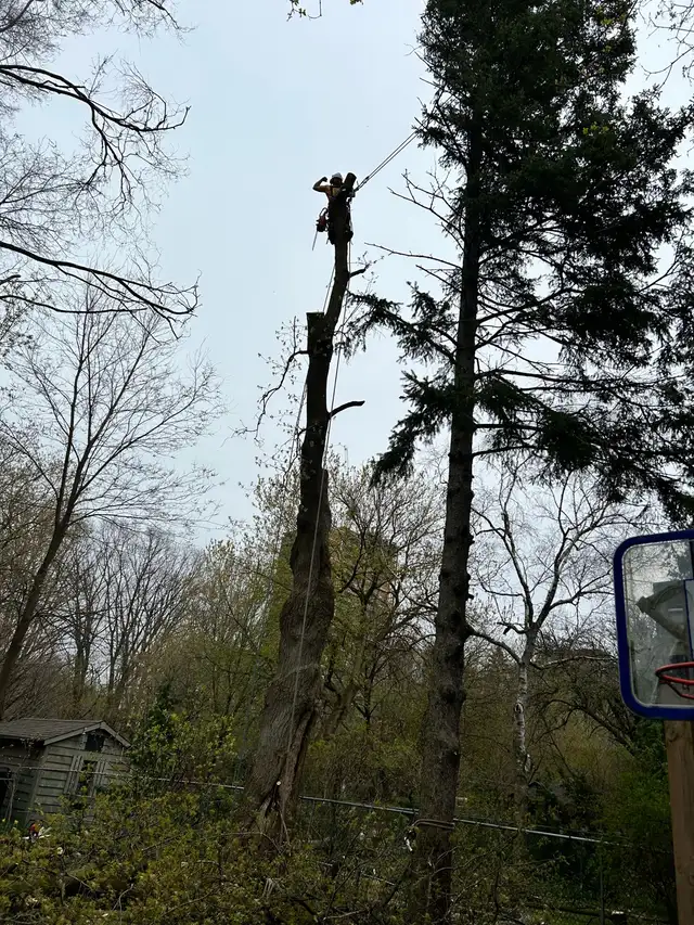 Hiring A Tree Work Labourer - Photo 5