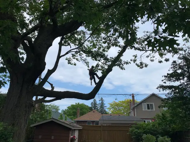 Hiring A Tree Work Labourer - Photo 8