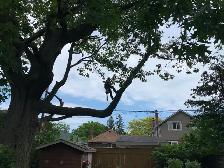 Hiring A Tree Work Labourer - Photo 8