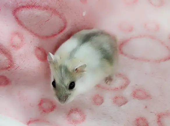 hamster nain winter white bebe elevage ethique