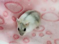 hamster nain winter white bebe elevage ethique