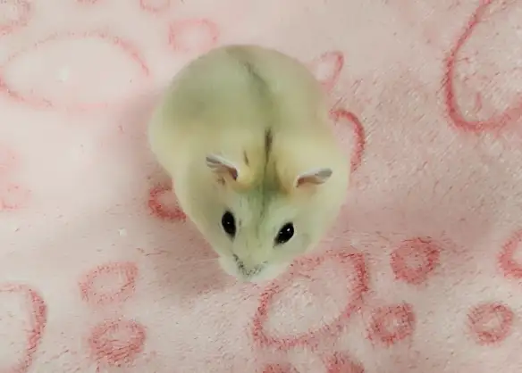 hamster nain winter white bebe elevage ethique - Photo 2