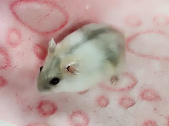 hamster nain winter white bebe elevage ethique - Photo 3