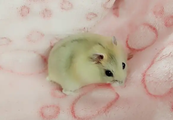 hamster nain winter white bebe elevage ethique - Photo 4