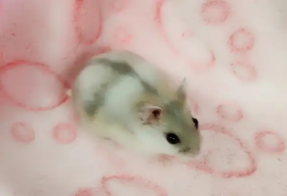 hamster nain winter white bebe elevage ethique - Photo 5