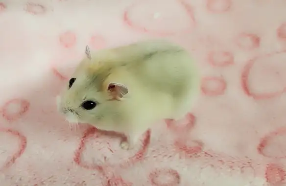 hamster nain winter white bebe elevage ethique - Photo 6
