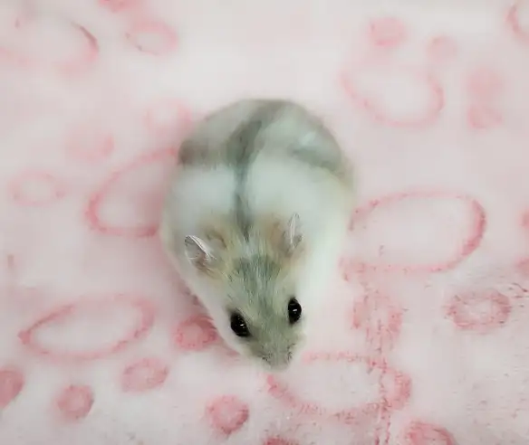 hamster nain winter white bebe elevage ethique - Photo 7