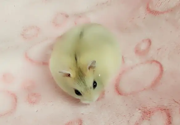 hamster nain winter white bebe elevage ethique - Photo 8
