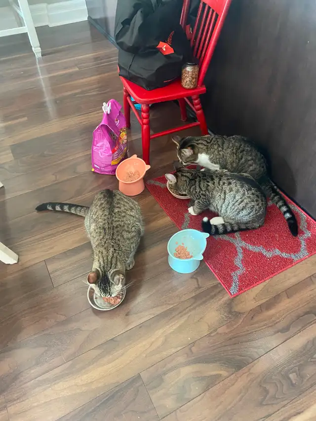 PURR-FECT CAT SITTING IN MY HOME